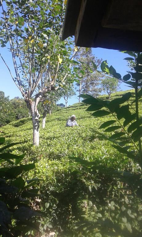 Tunnel Gap Homestay Ella Bagian luar foto
