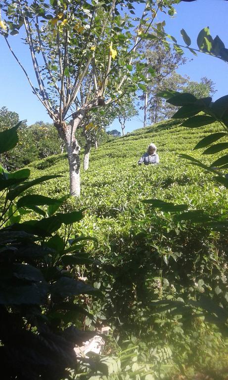 Tunnel Gap Homestay Ella Bagian luar foto
